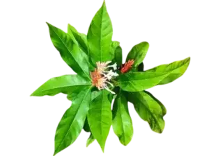 Sarpagandha